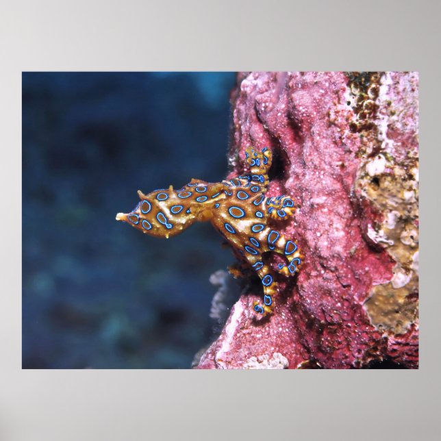Póster Octopus de anillo azul (Frente)