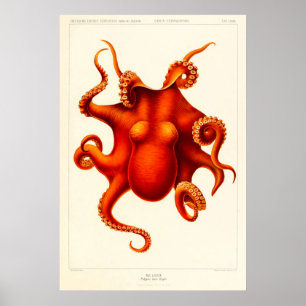 Póster Octopus de curiosidad animal muere de cefalópodo e