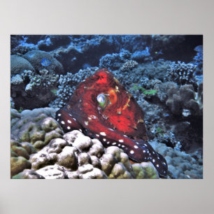 Póster Octopus de día