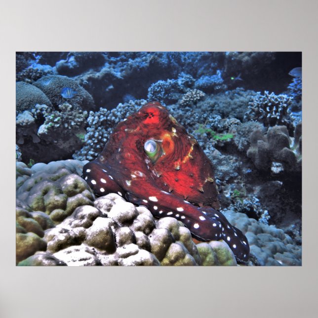 Póster Octopus de día (Frente)