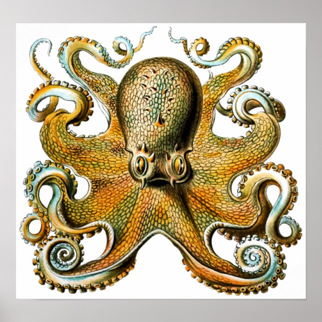 Póster Octopus de Guay Vintage (Frente)