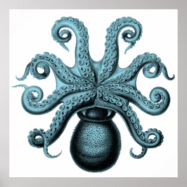 Póster Octopus en Verde azulado (Frente)