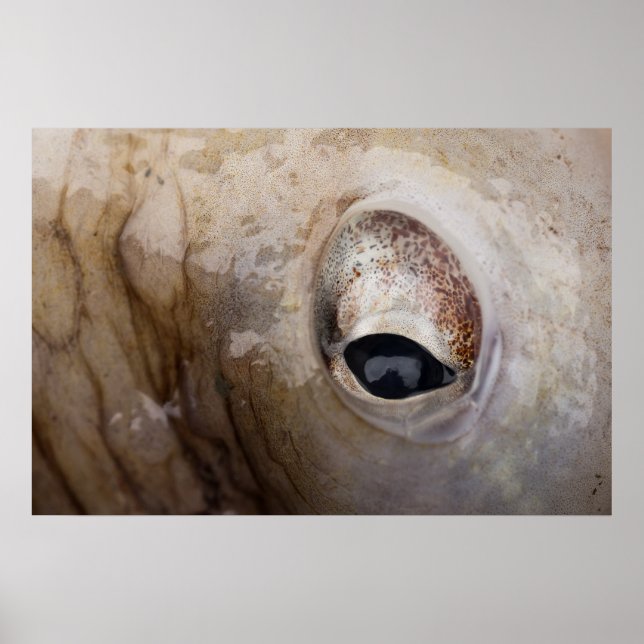 Póster Octopus Eye (Frente)