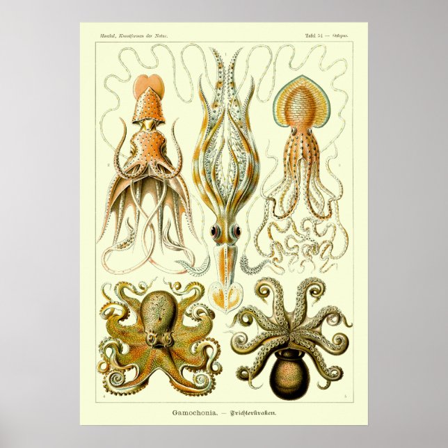 Póster Octopus náutico vintage de Ernst Haeckel (Frente)