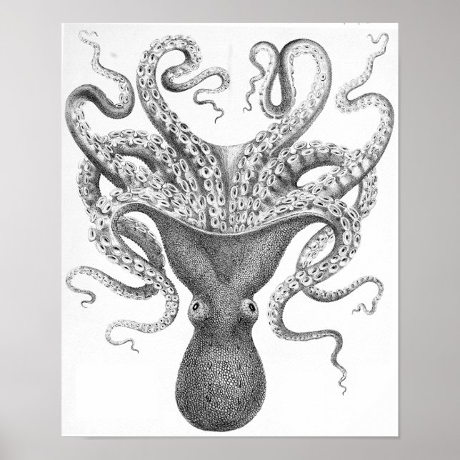 Póster Octopus Scientific Illustration (Frente)