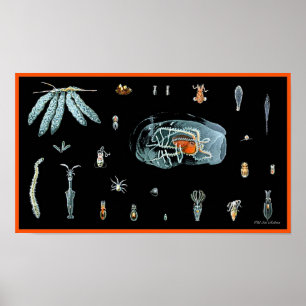 Póster Octopus Study