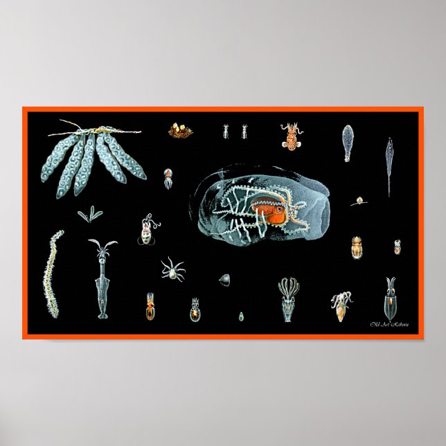 Póster Octopus Study (Frente)