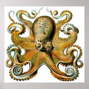 Póster Octopus ventilado de Guay