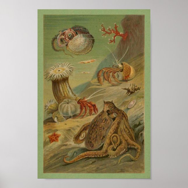 Póster Octopus, vida marina en el Ilustracion de las aném (Frente)