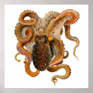 Póster Octopus Vulgaris Merculiano