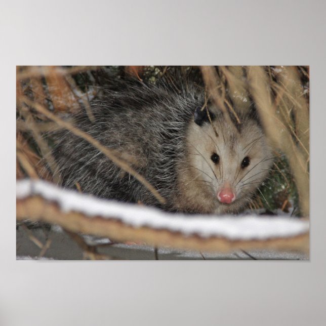 Póster Ocultando Opossum (Frente)