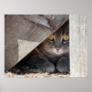 Póster Ocultar un Kitty