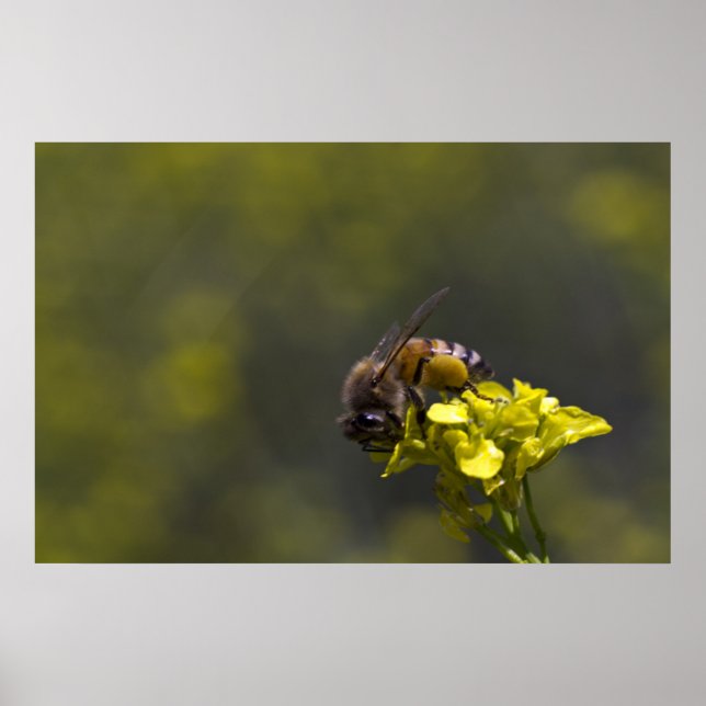 Póster Ocupado como abeja (Frente)