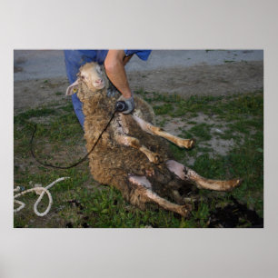 Póster Ocupado Sheep Shearer