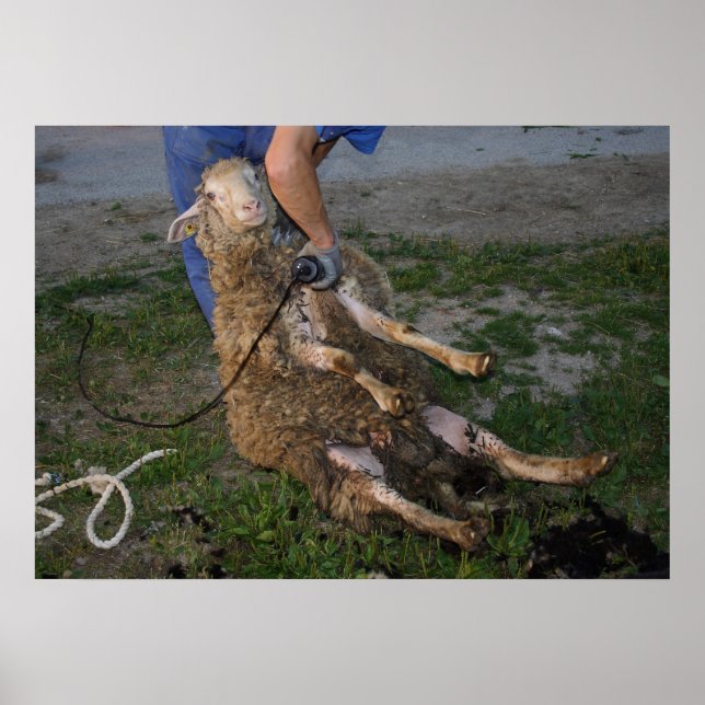 Póster Ocupado Sheep Shearer (Frente)