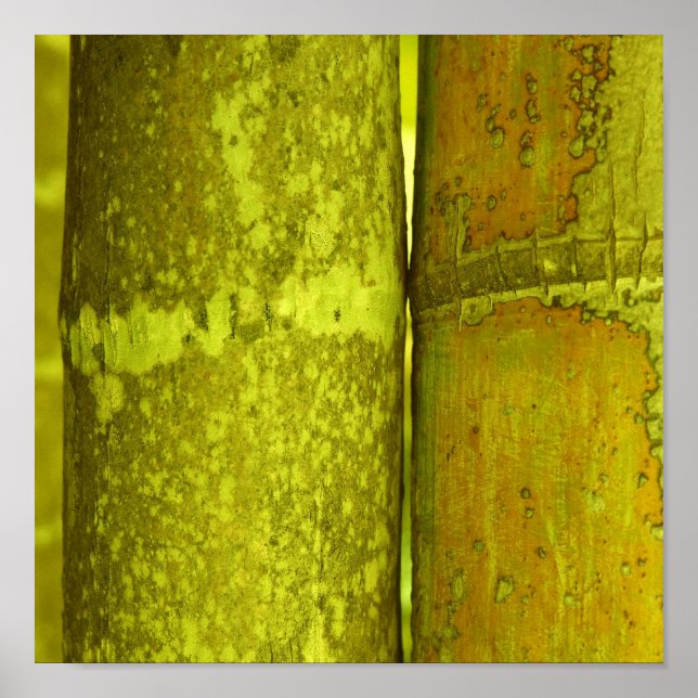 Póster Ode To Bamboo (Frente)