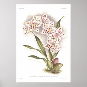 Póster Odontoglossum crispum