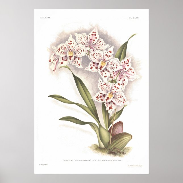 Póster Odontoglossum crispum (Frente)