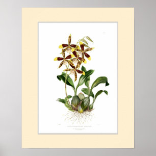 Póster Odontoglossum grande, frontera de encargo