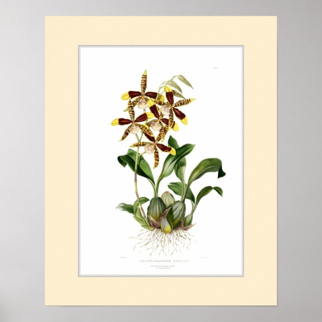 Póster Odontoglossum grande,frontera Personalizado (Frente)