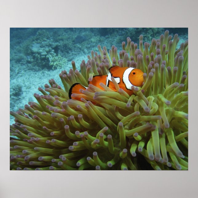 Póster Oeste Clownfish ( Anphiprion ocellaris ) (Frente)