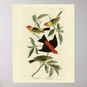 Póster Oeste, Scarlet Tanagers Audubon Birds of America