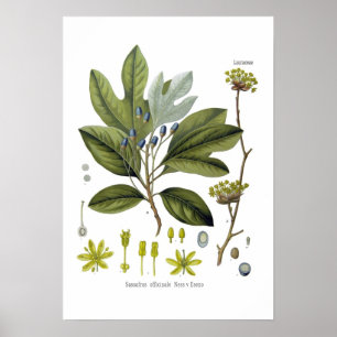 Póster Officinale del sasafrás