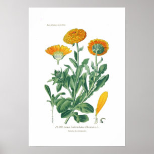 Póster Officinalis del Calendula (maravilla de pote)