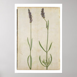 Póster Officinalis del Lavandula (lavanda inglesa vieja),