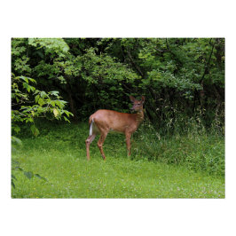 Póster ¡Oh ciervos!