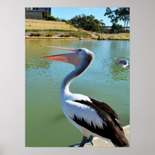Póster Oh Im A Happy Pelican Tra Lah Lah, Poster De Muro