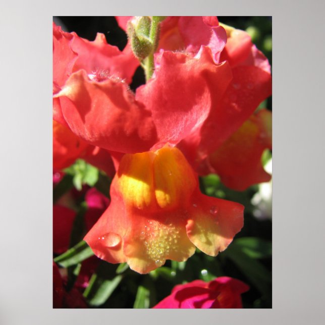 Póster ¡Oh Snap! Dragón (Frente)