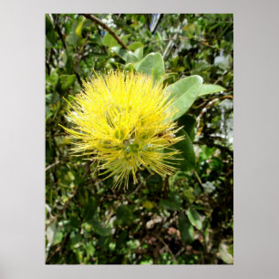 Póster Ohia amarillo Lehua