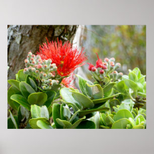 Póster Ohia Lehua