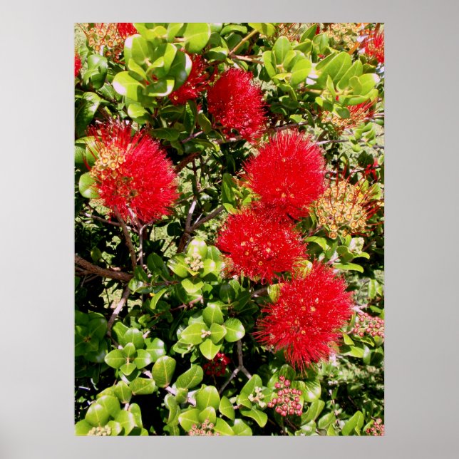 Póster Ohia Lehua (Frente)