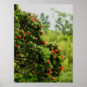 Póster Ohia Lehua