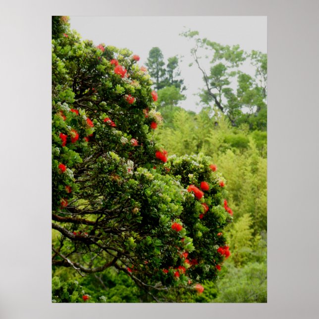 Póster Ohia Lehua (Frente)