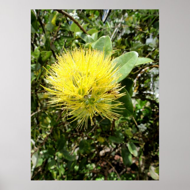 Póster Ohia Lehua amarillo (Frente)