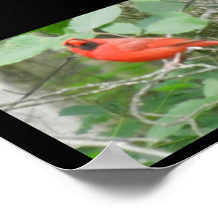 PÓSTER OHIO RED CARDINAL