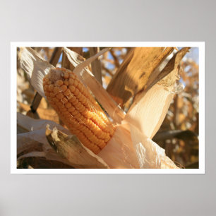 Póster Oído de maíz de campo en Stalk
