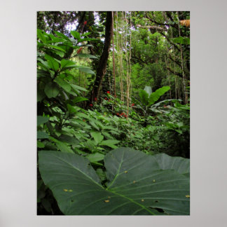 Póster Oído elefante en la selva tropical