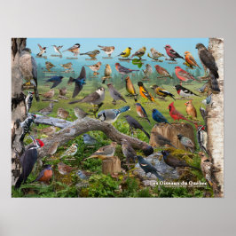 Póster Oiseaux du Québec