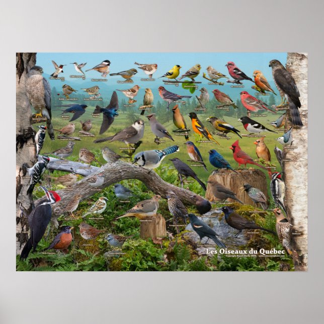 Póster Oiseaux du Québec (Frente)