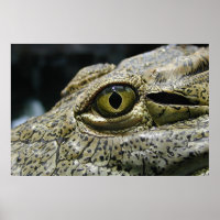 Ojo cocodrilo