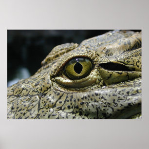 Póster Ojo cocodrilo