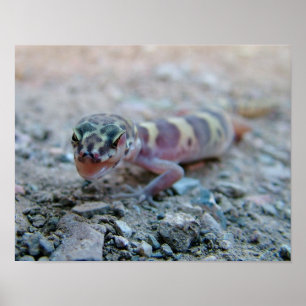 Póster Ojo con gecko en banderas
