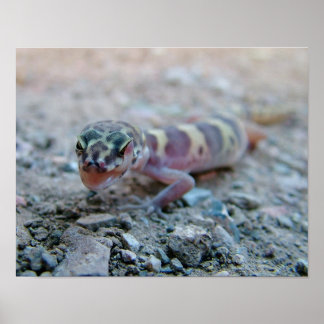 Póster Ojo con gecko en banderas