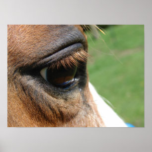 Póster Ojo de Caballo
