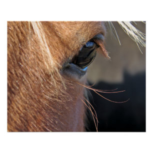 Póster Ojo de caballo
