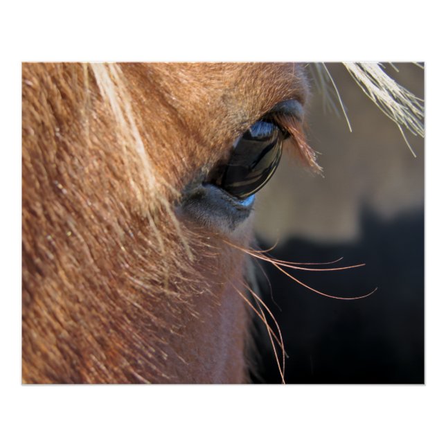 Póster Ojo de caballo (Anverso)